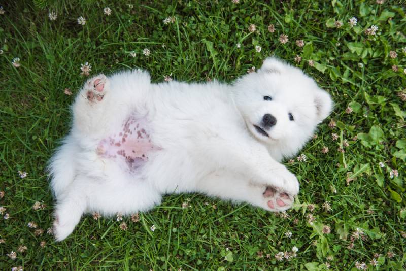a samoyed puppy rolling on grass