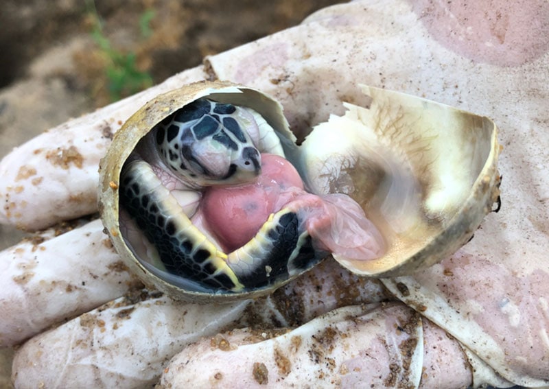 a turtle embryo