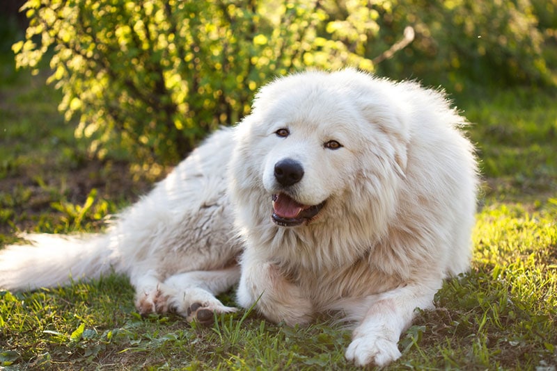 abruzzese mastiff dog lying on the grass outdoor