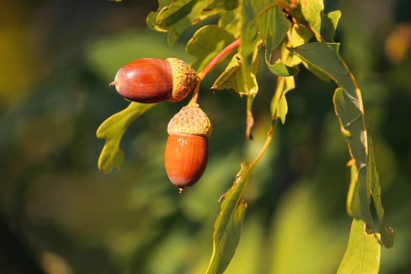 acorns on a tree