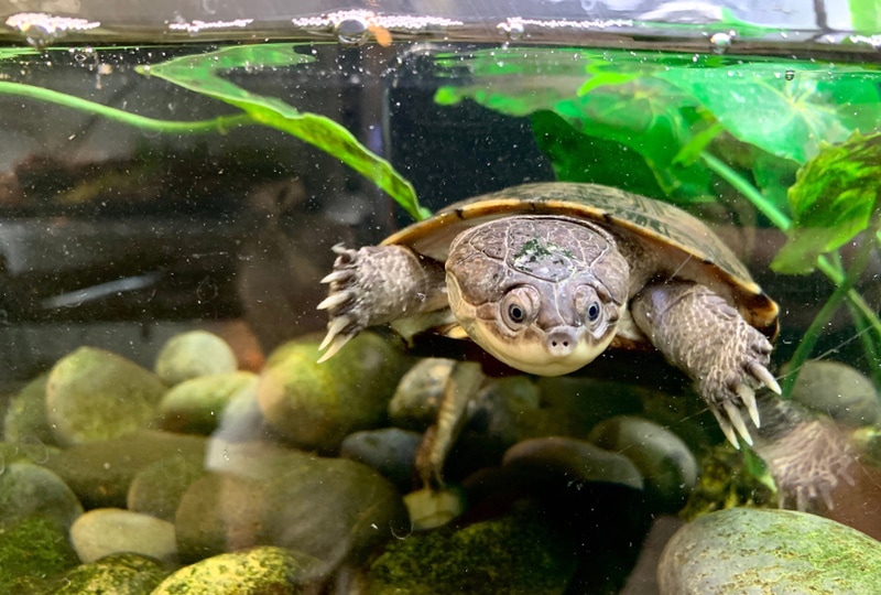 african sideneck turtle in aquarium