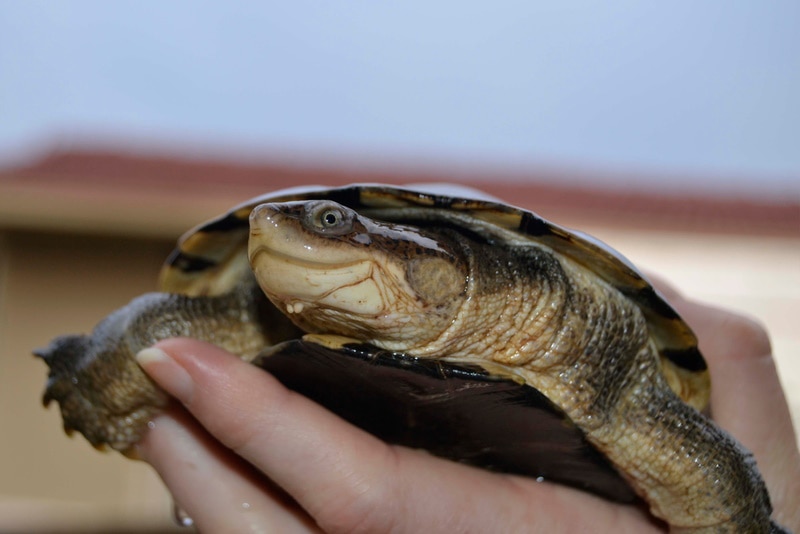 african sideneck turtle