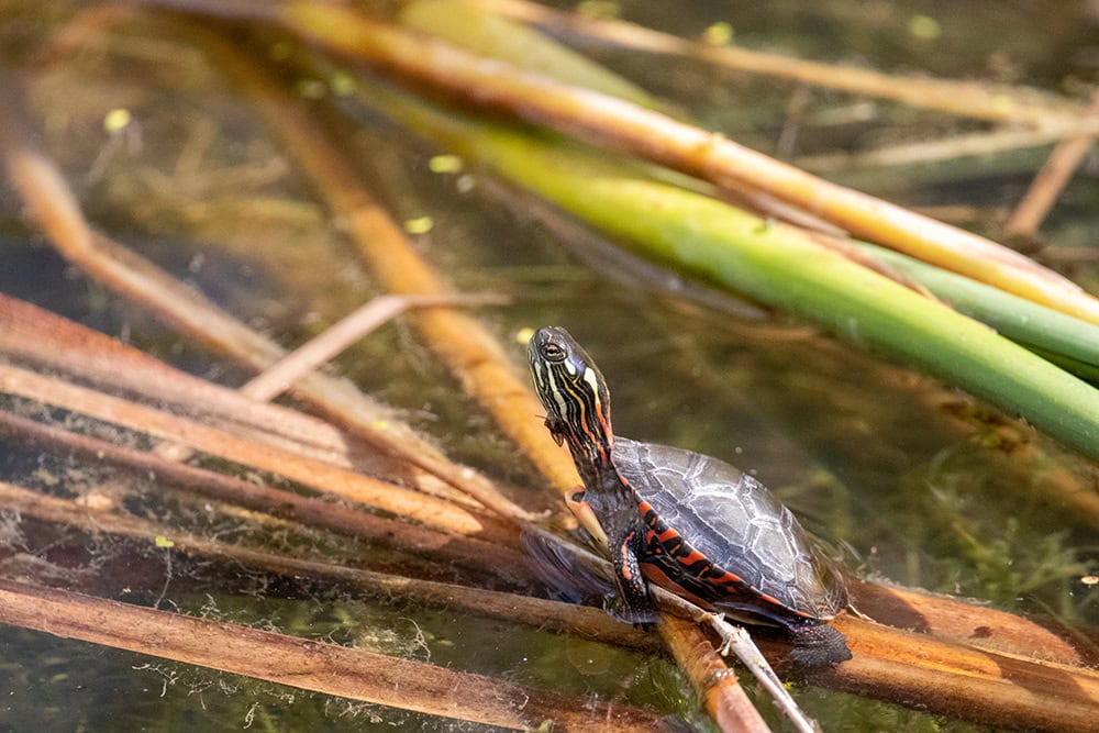 Baby Painted turtle in swamp