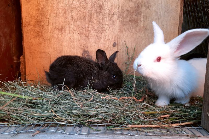 two baby rabbits of the giant Chinchilla breed in their cage