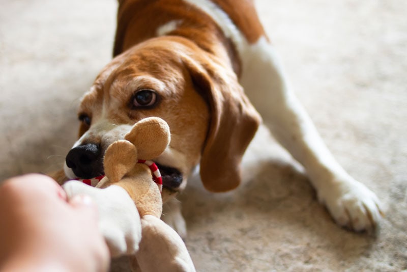 beagle dog takes a stuffed toy from a man's hand