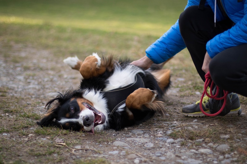 bernese mountain dog rolling on the ground