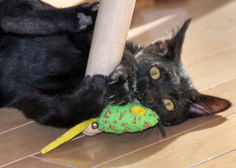 black Bombay kitten playing with cat toy