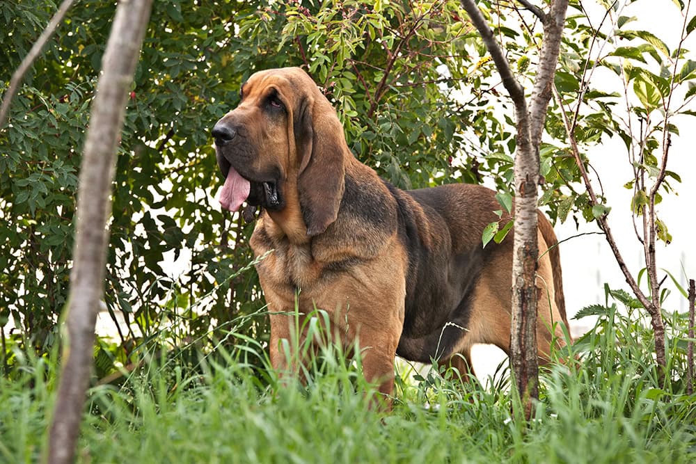 black and liver bloodhound dog