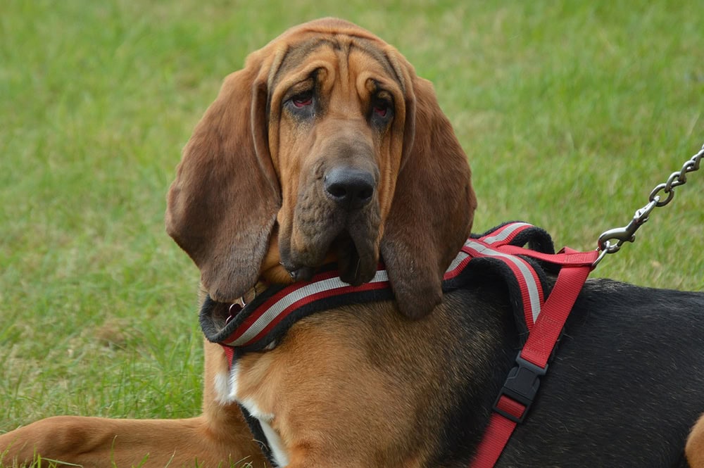 bloodhound lying on the grass