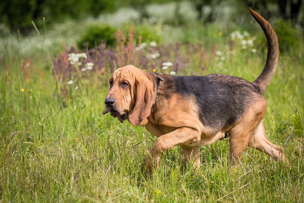 bloodhound walking on tall grass