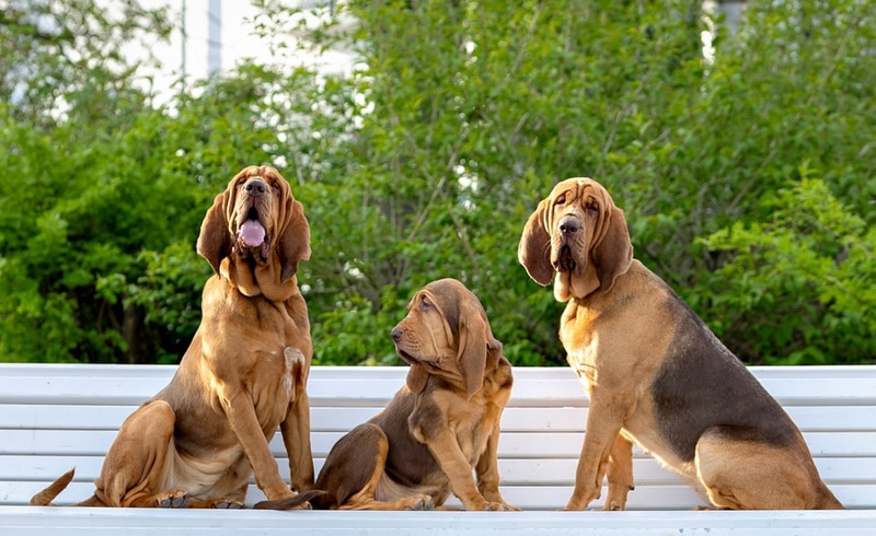 bloodhounds dog sitting on the bench