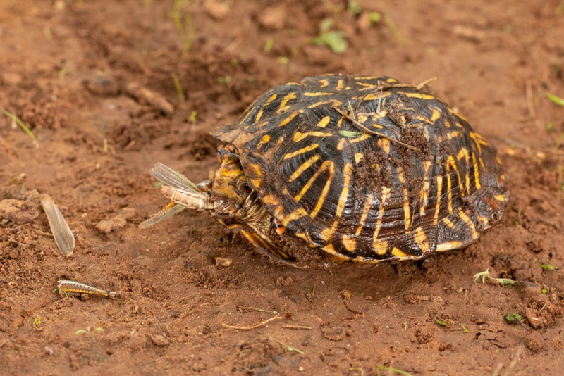 box turtle eating cricket