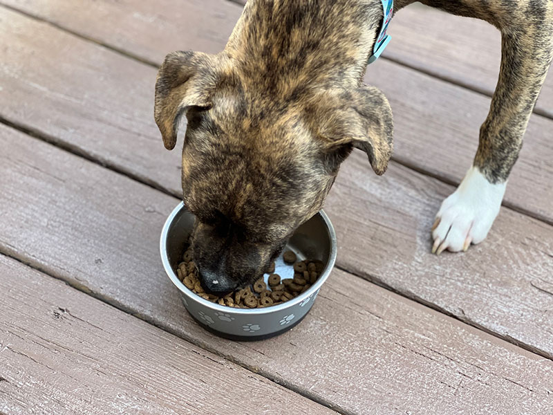 boxer mix puppy eating kirkland signature super premium puppy food