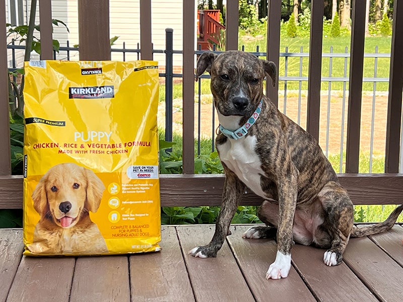boxer mix puppy sitting beside kirkland signature super premium puppy food packaging