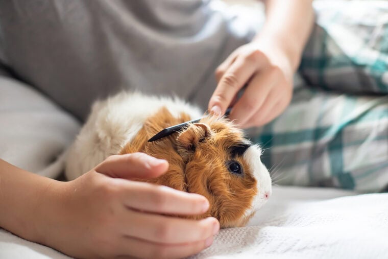 Image showcasing Are Guinea Pigs Hypoallergenic? Facts & Tips to Reduce Symptoms ...