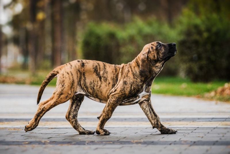 brindle fila brasileiro walking
