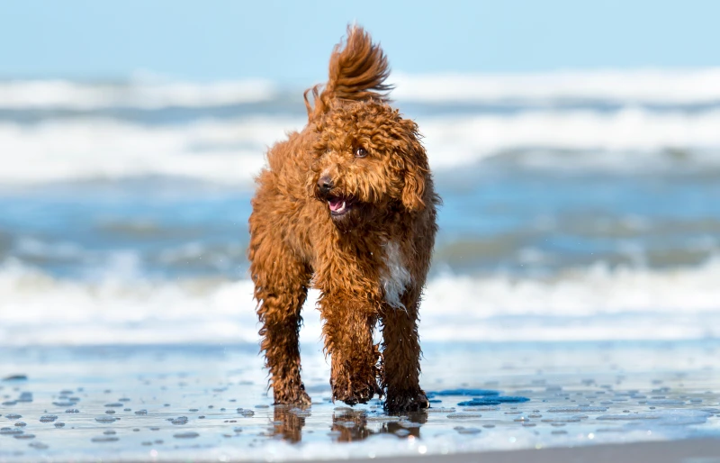 brown and white irish doodle running at the beach