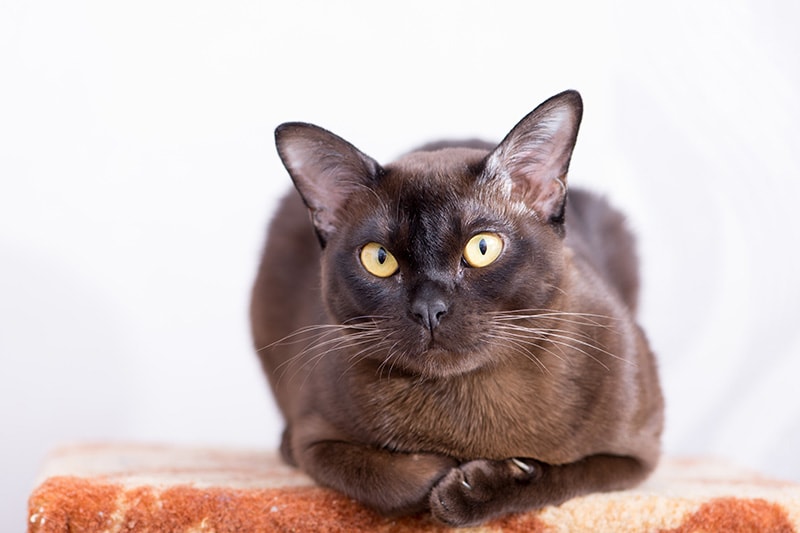 brown burmese cat