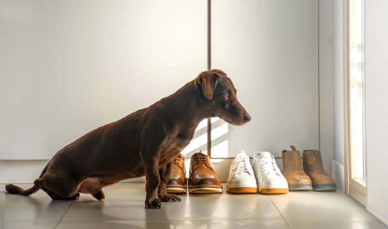 brown dachshund dog looking at the door