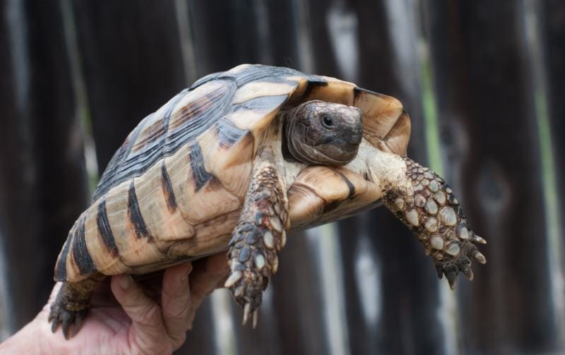 brown patterned marginated tortoise held up