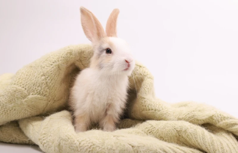 bunny rabbit playing on blanket