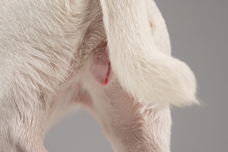 canine genitals during menstruation
