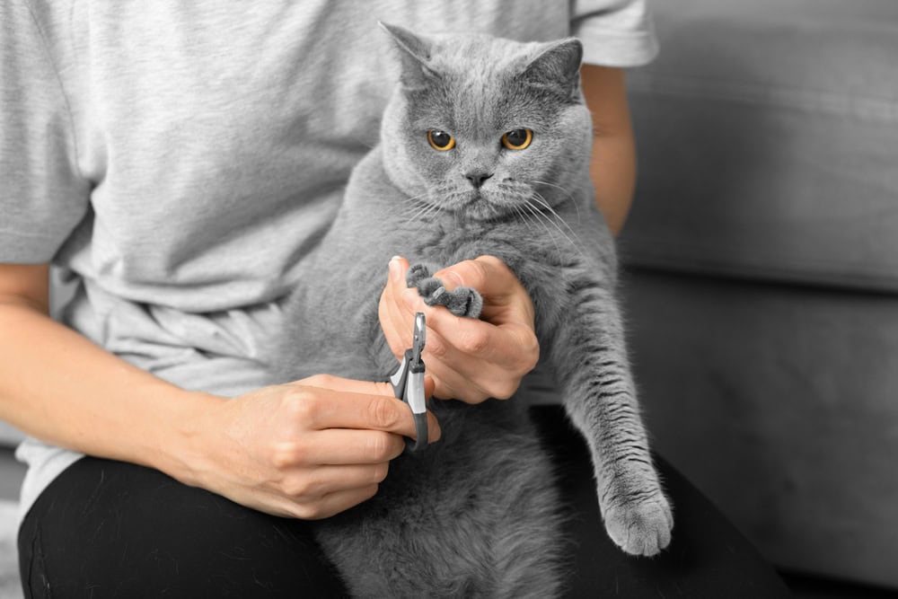 cat about to get its nails trimmed by owner