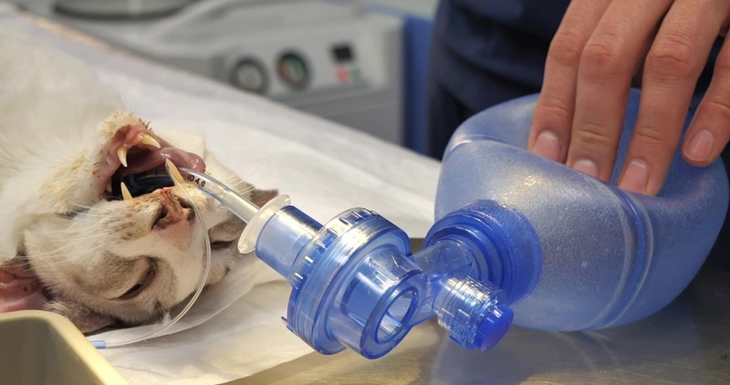 cat having respiratory arrest