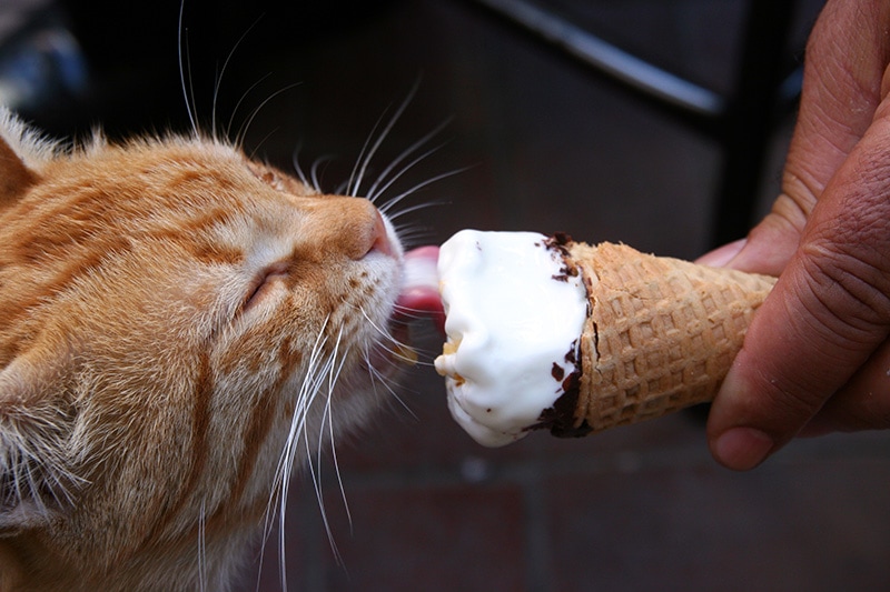 cat licking ice cream in cone