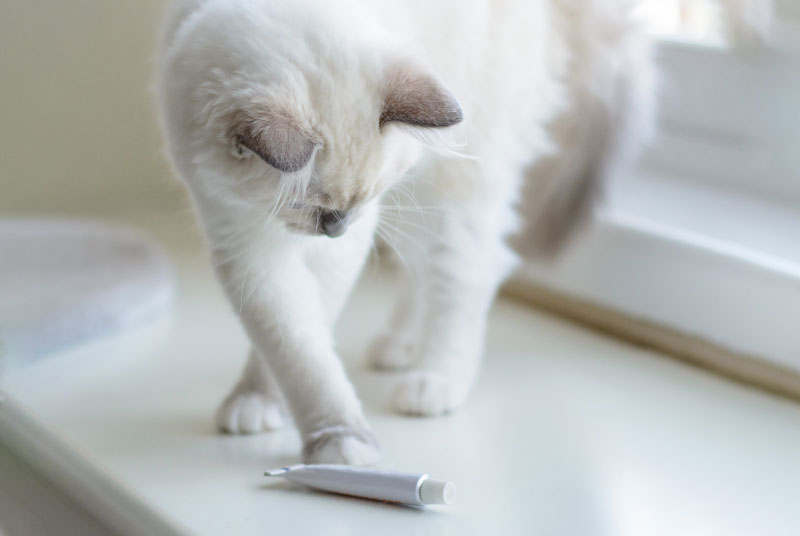 cat playing the ointment tube