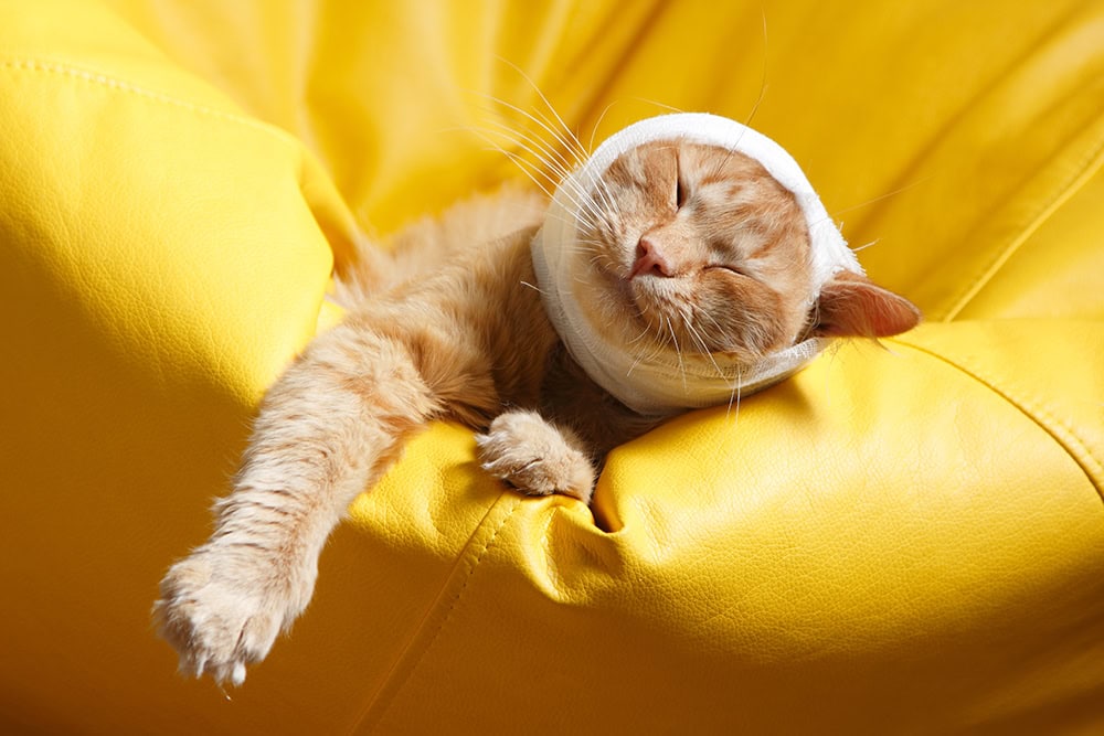 cat with bandage in the head