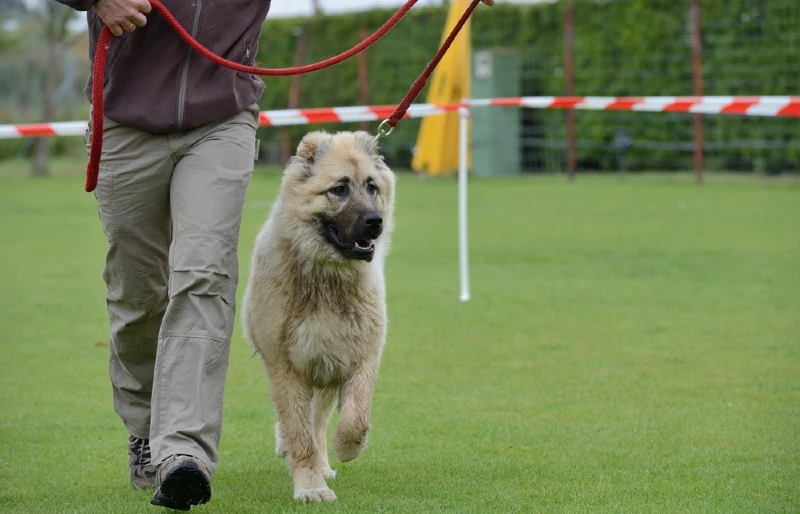 caucasian shepherd dog being trained