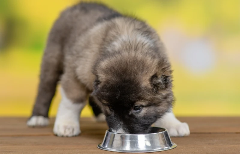 caucasian shepherd puppy dog eating food from a metal bowl