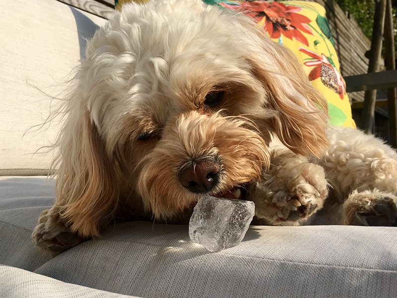 Cavapoo dog enjoying the ice cube