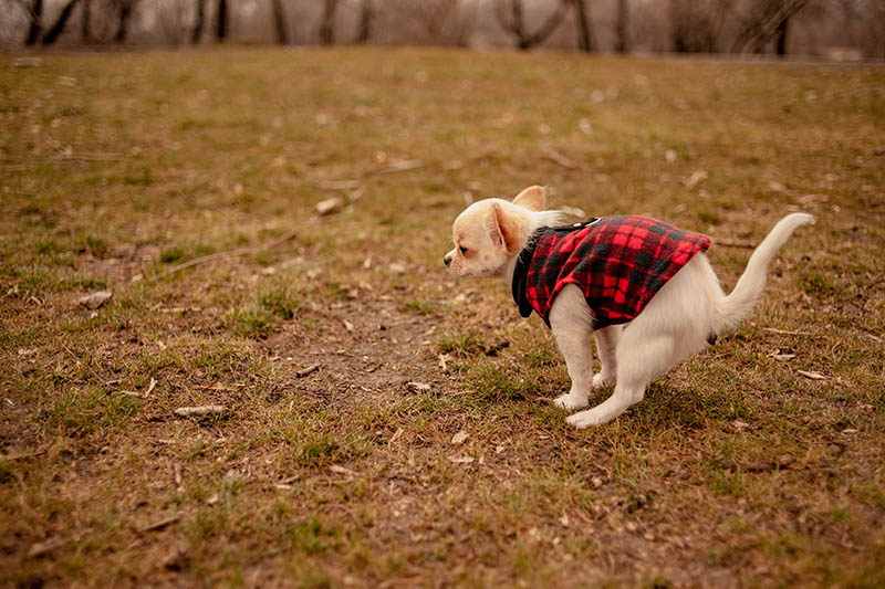 chihuahua pooping on the grass field