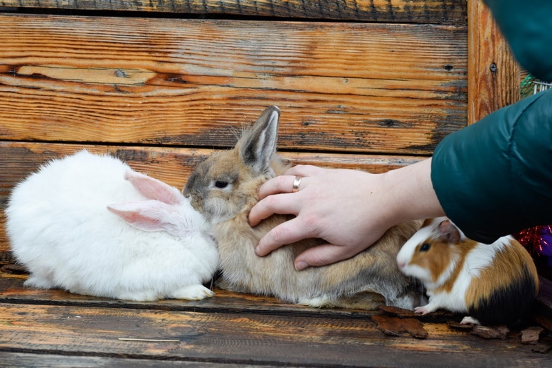 child plays with rabbit and guinea pig