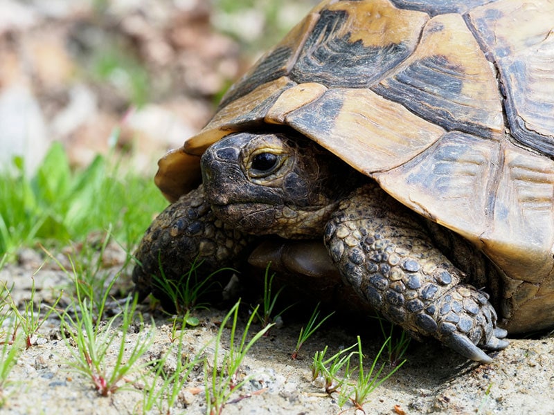 close up of a greek tortoise