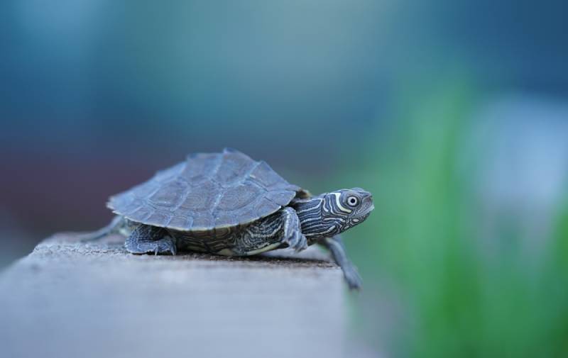 close up of a small mississipi map turtle