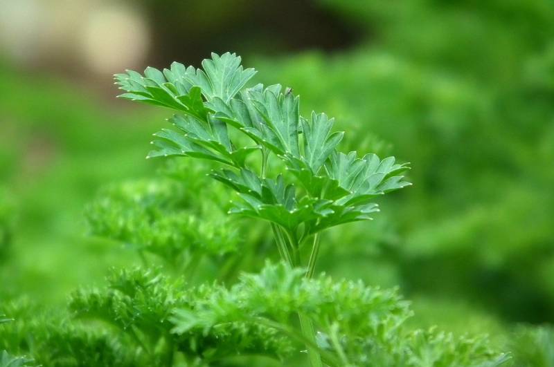 close up of parsley