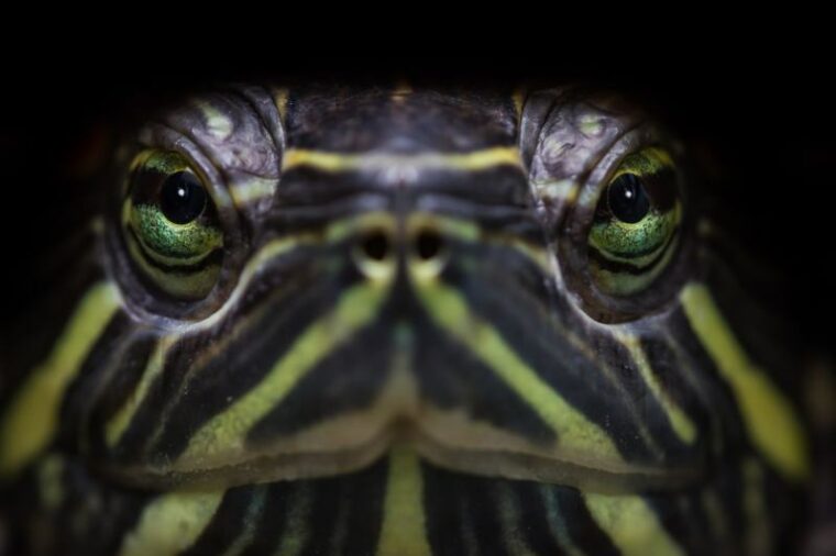 Can Turtles See Color? Vet-Approved Facts & FAQ | Hepper Pet Resources
