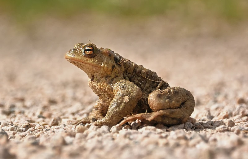 common toad