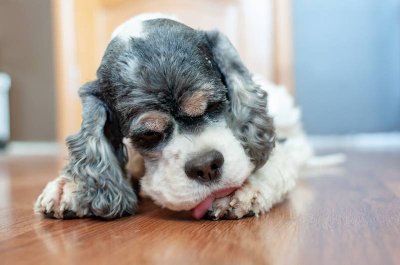 cute adult American Cocker Spaniel of three colors with wide open eyes lies on the parquet floor inside the room and licks his paw