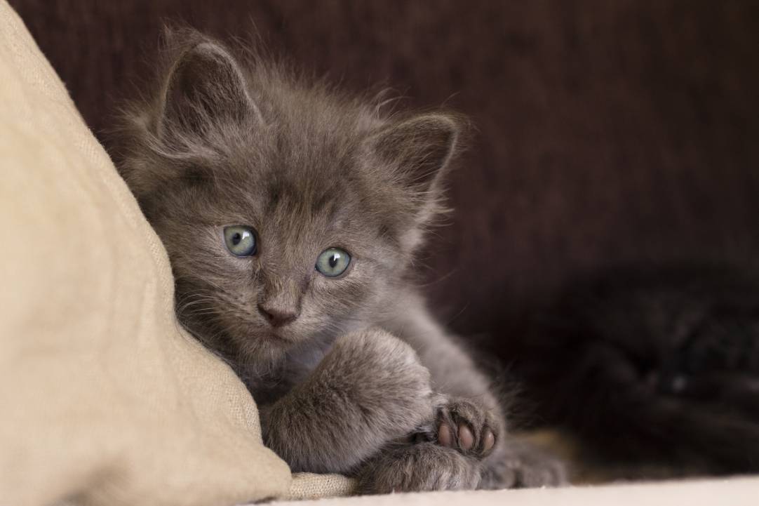 dark gray turkish angora