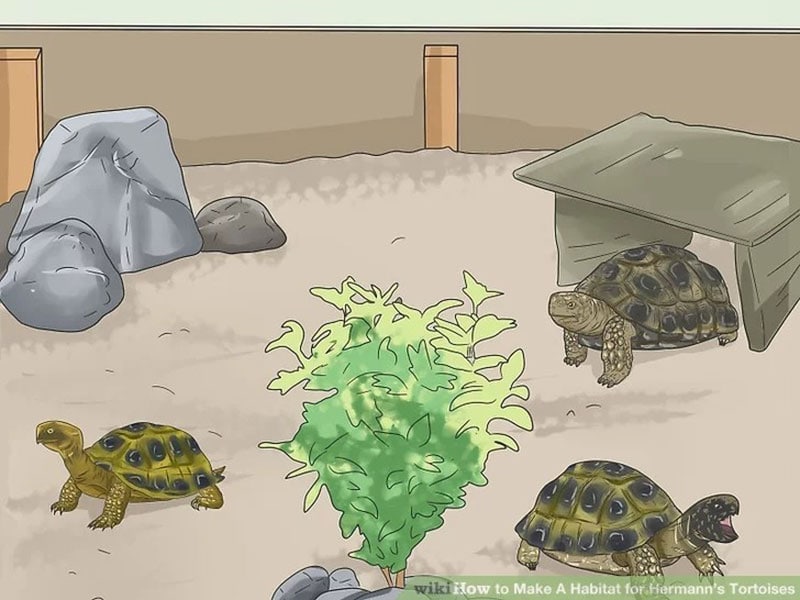 diy habitat for hermann’s tortoises