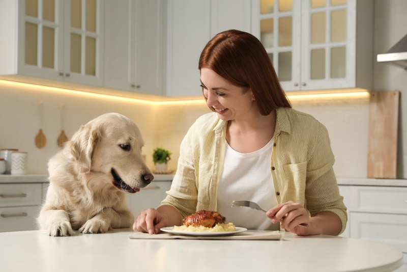 dog begging for food from his owner