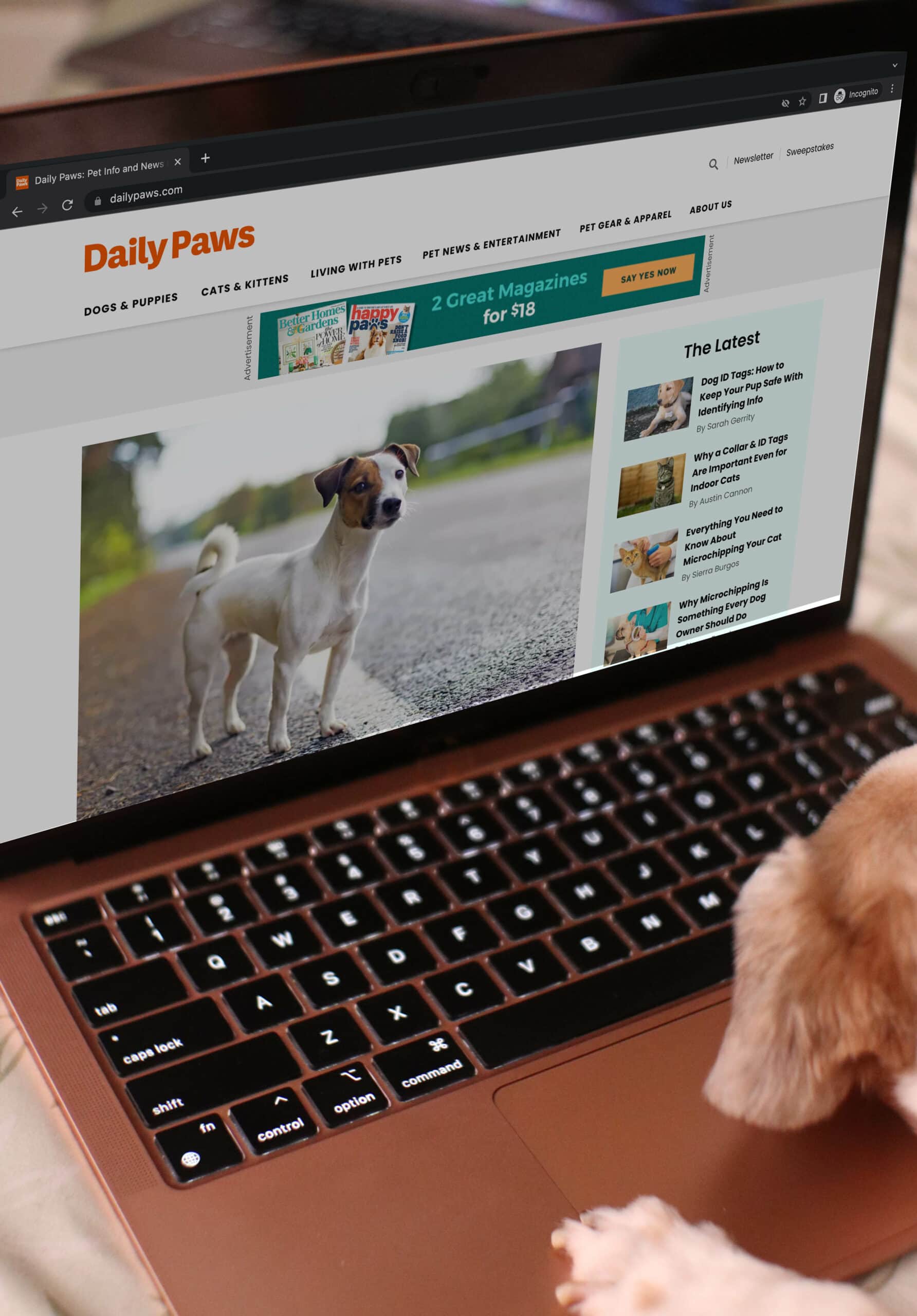 dog browsing Daily Paws website on a laptop