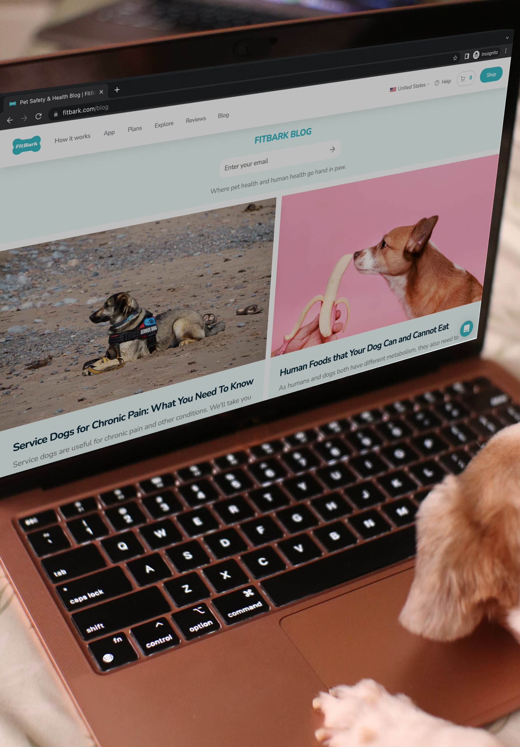 dog browsing Fitbark Blog website on a laptop