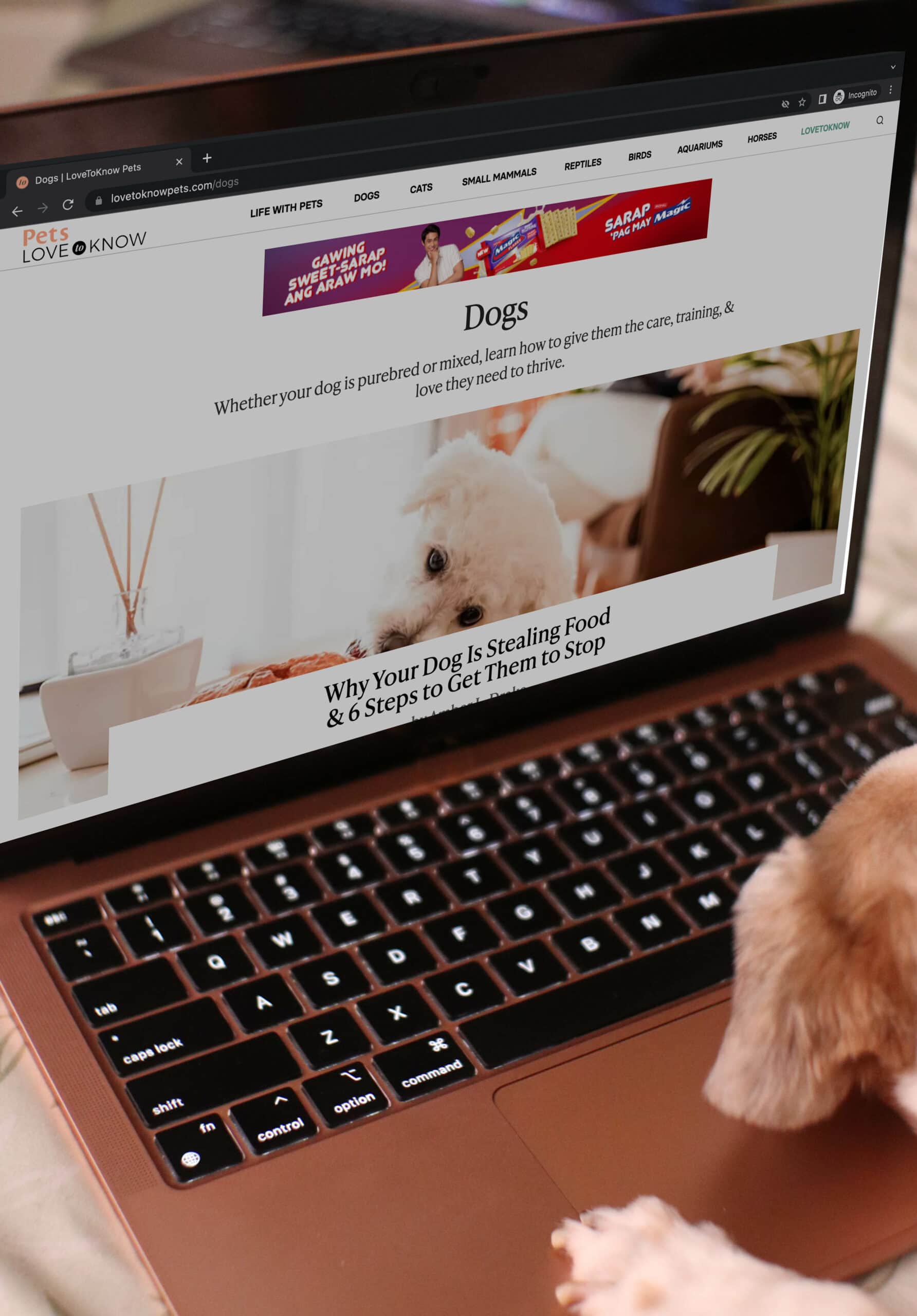 dog browsing Love to Know Pets website on a laptop