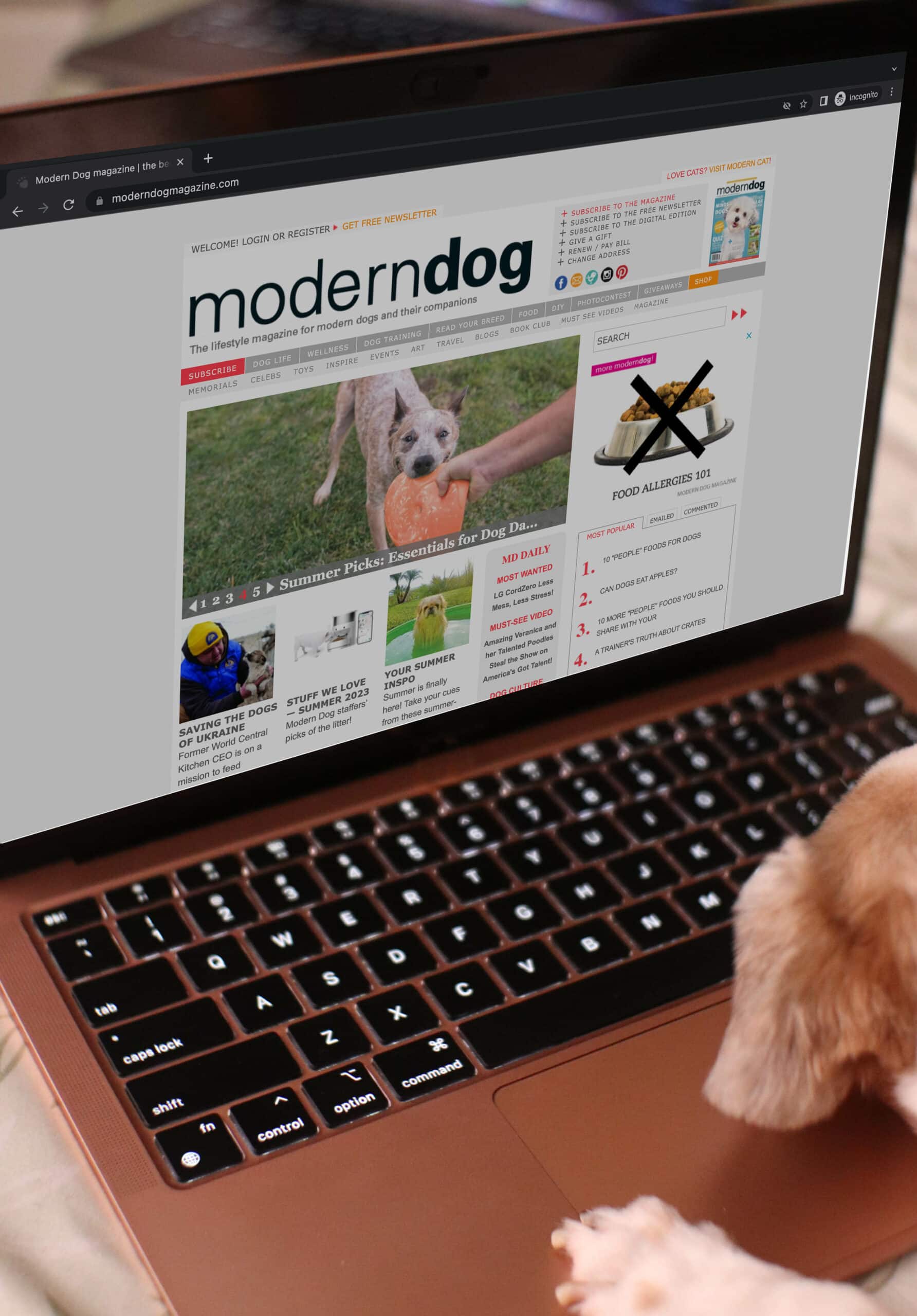 dog browsing Modern Dog Magazine on a laptop