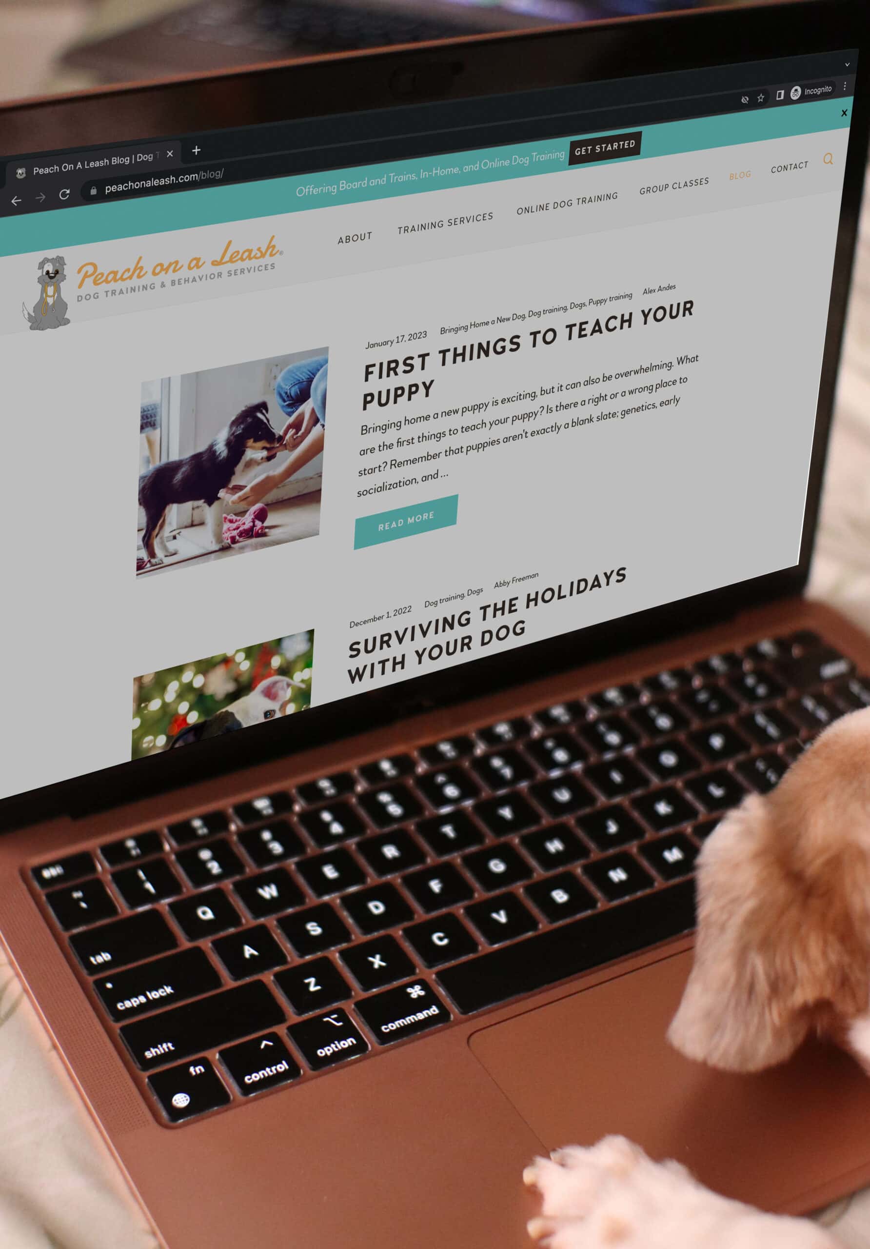 dog browsing Peach on a Leash website on a laptop